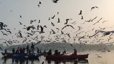 Birds sea