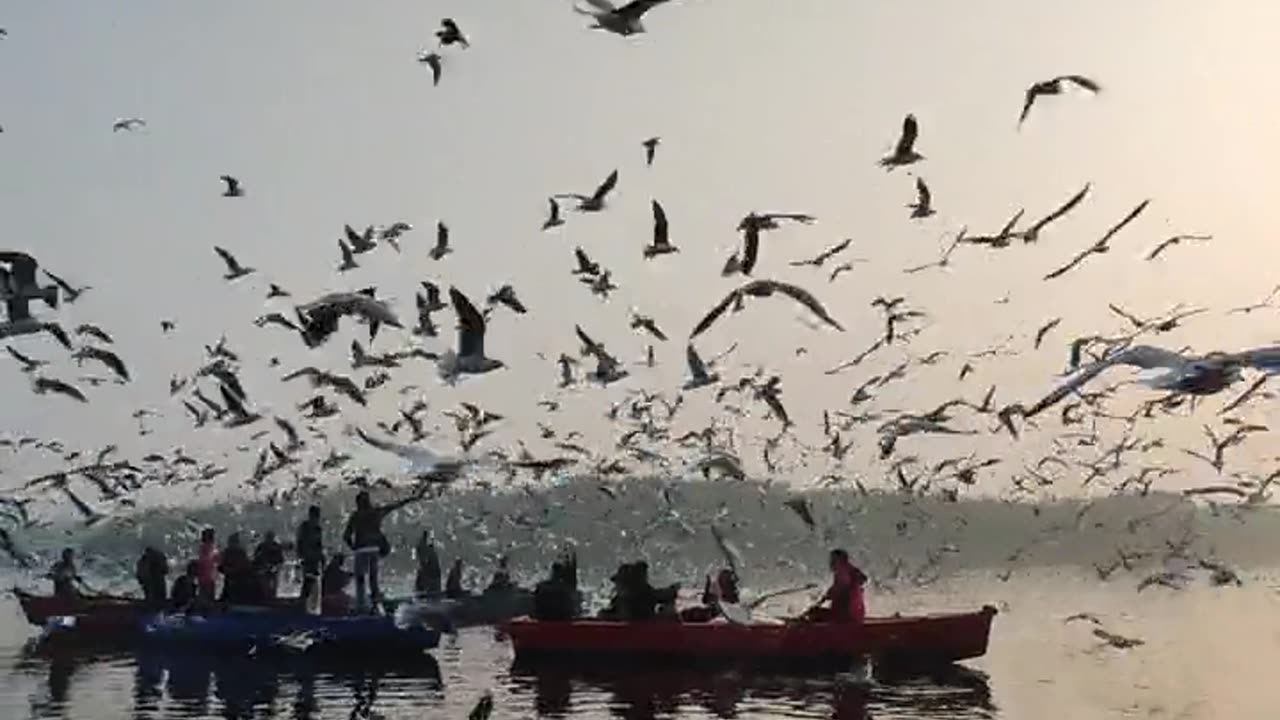 Birds sea