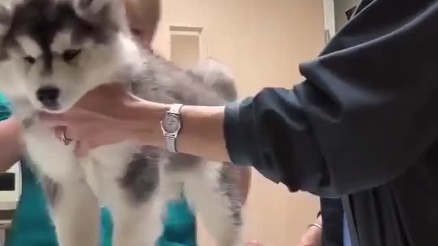 The puppy went for a checkup, the doctor is very attentive,