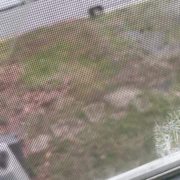 Bird Stuck in Window