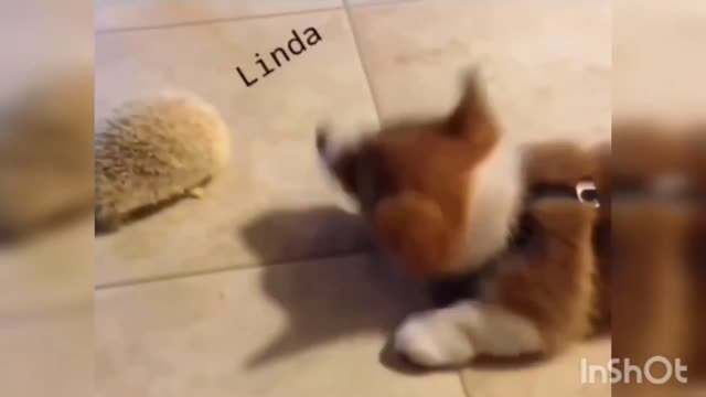 YOUR HEART WILL MELT SUPER CUTE CORGI DANCING SWIMMING DOGS LAUGH BE STRESSFREE
