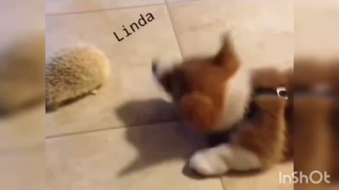 YOUR HEART WILL MELT SUPER CUTE CORGI DANCING SWIMMING DOGS LAUGH BE STRESSFREE