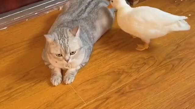 I was suspicious of the cat