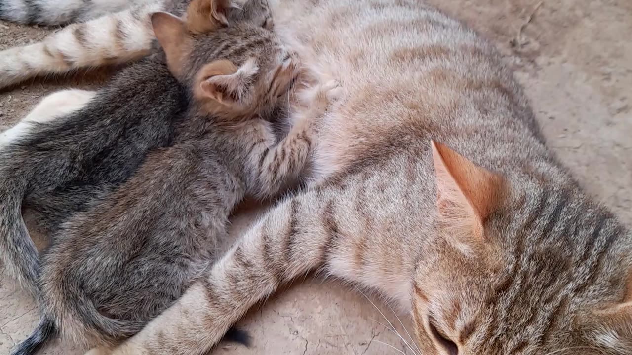 Cat 🙀 feeding milk