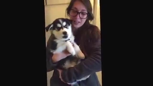 La seria "conversación" de este bebé perruno con su dueña se hace viral