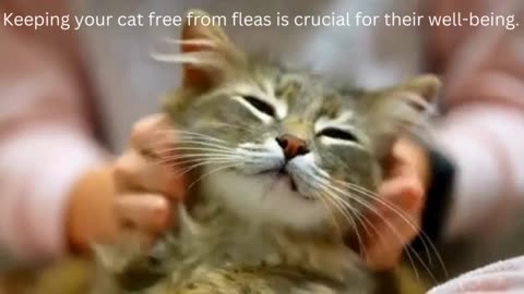 Flea Treatment for Cats