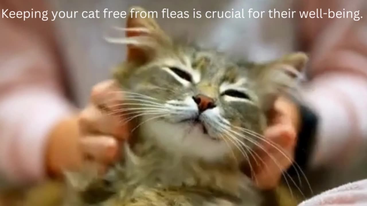 Flea Treatment for Cats