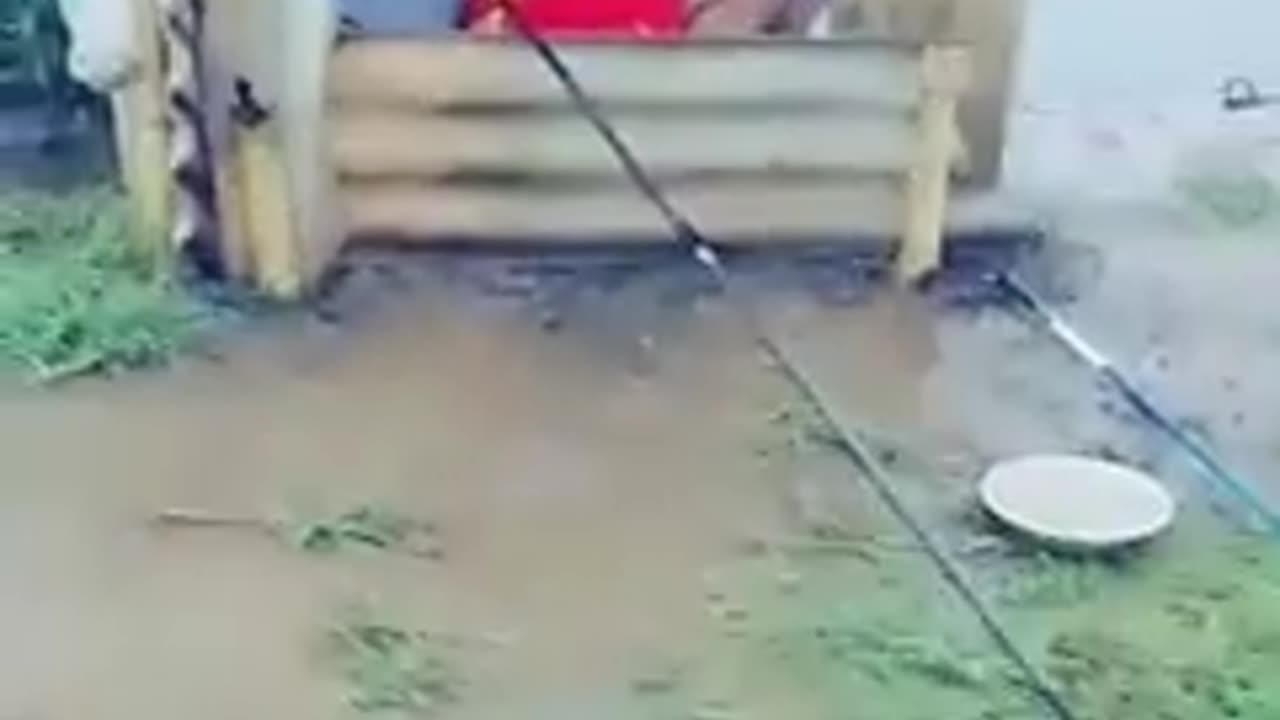 Animal cute cat playing with man 😍♂️ and injoy funny 🤣 video