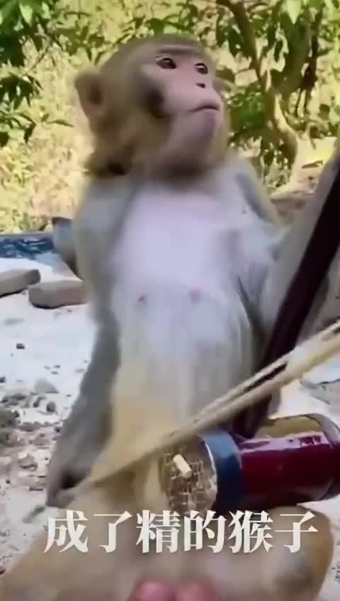 Monkey Play instrument