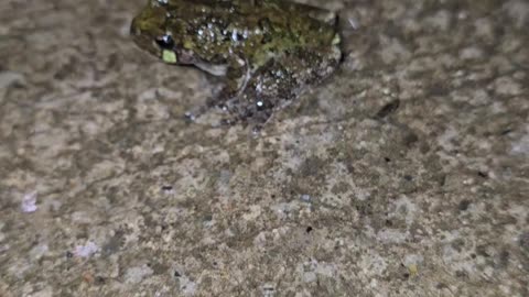 Grey Treefrog.