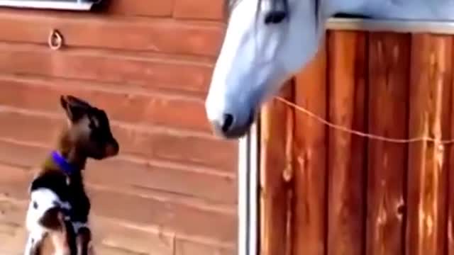 Funniest Animal Compulations