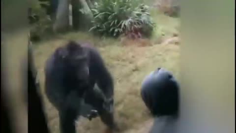 FUNNY ANIMALS EVER | FUNNY VEDIOS | WATCH TILL END