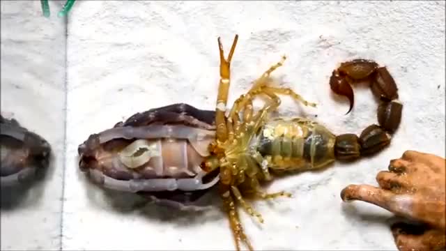 Watch the scorpion change its skin Glory be to God