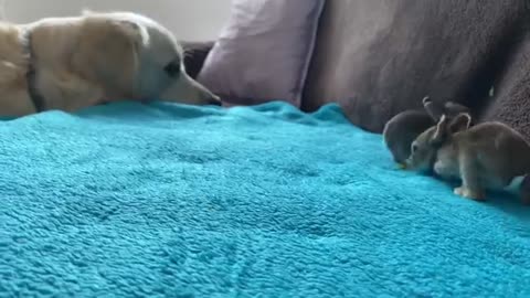 Golden Retriever Welcomes Baby Bunnies [CUTENESS OVERLOAD]