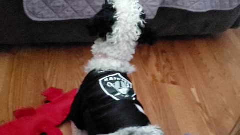 Poodle is ready for LV Raider Game