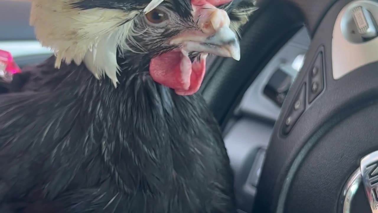 Crested Polish Chicken Enjoys Pup Cup || Viral Verse