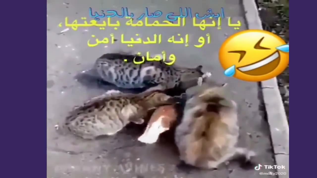 موت ضحك 🤣🤣 حمار قبيح ويركل صاحبه لقطات مضحكة ضحك حتا الموت حيوانات مضحكة