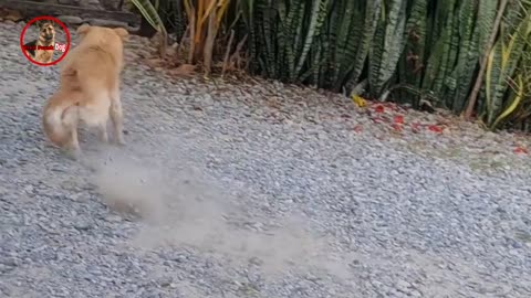 Troll Prank Dog, fake lion and fake tiger