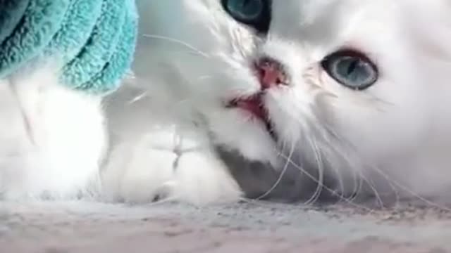 Cats play with small camel cats in the flag