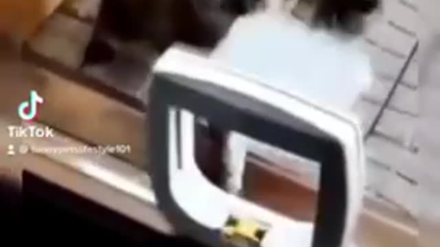 Try not to laugh🤣 Funny animals Part 1😹‖ #shorts ‖
