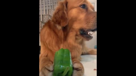 Dog eats pepper bell