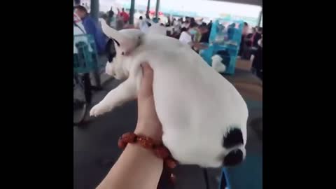 Best animals 3. Funny moments. Best of 2022!