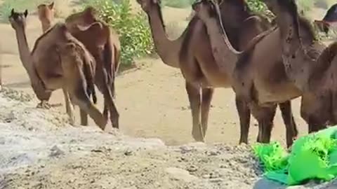 Amazing Camels