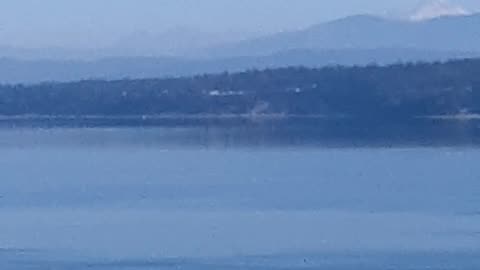 Orca network boat whale watch sightings part 2
