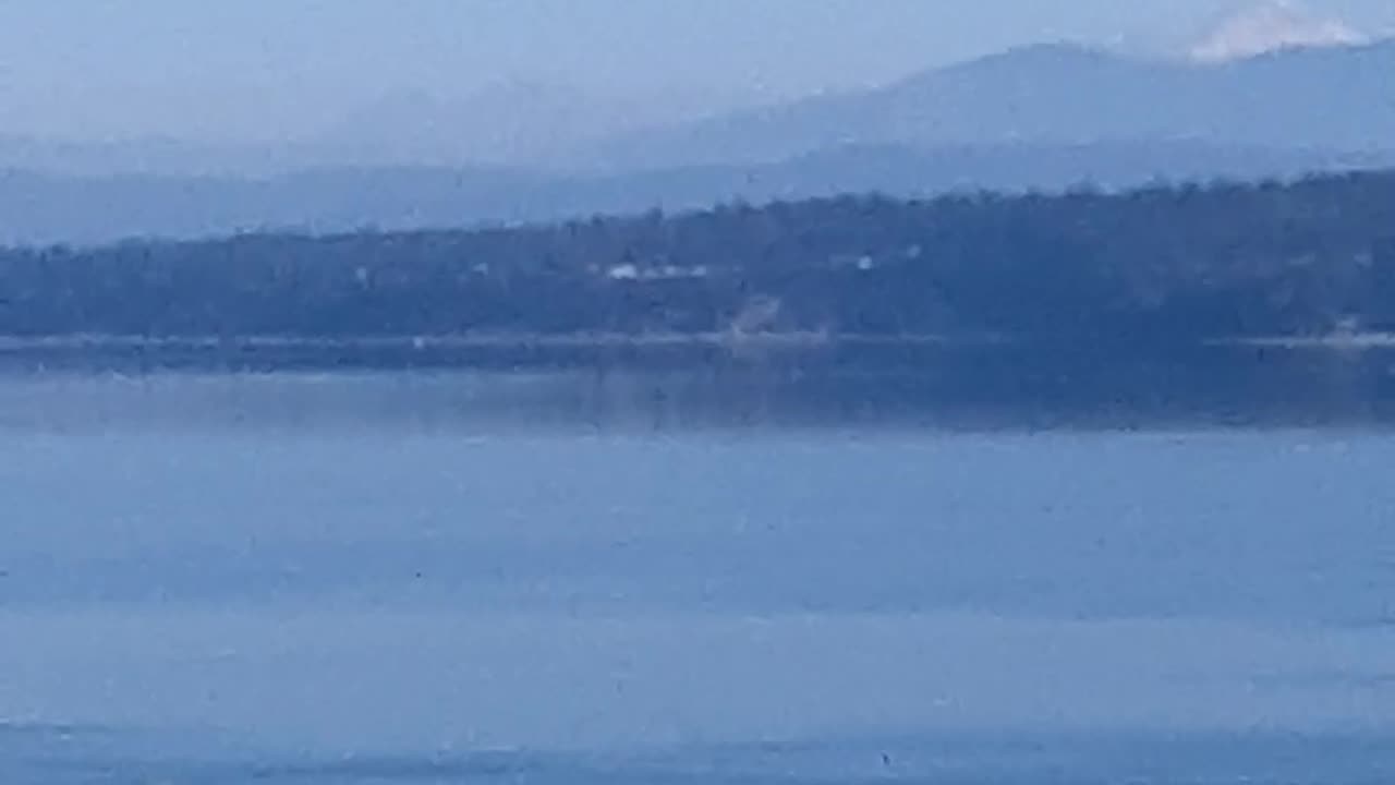 Orca network boat whale watch sightings part 2