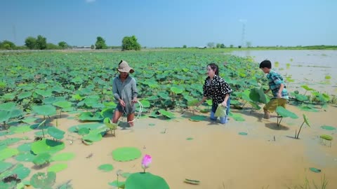 Harvest Lotus root and pick fruit for cooking