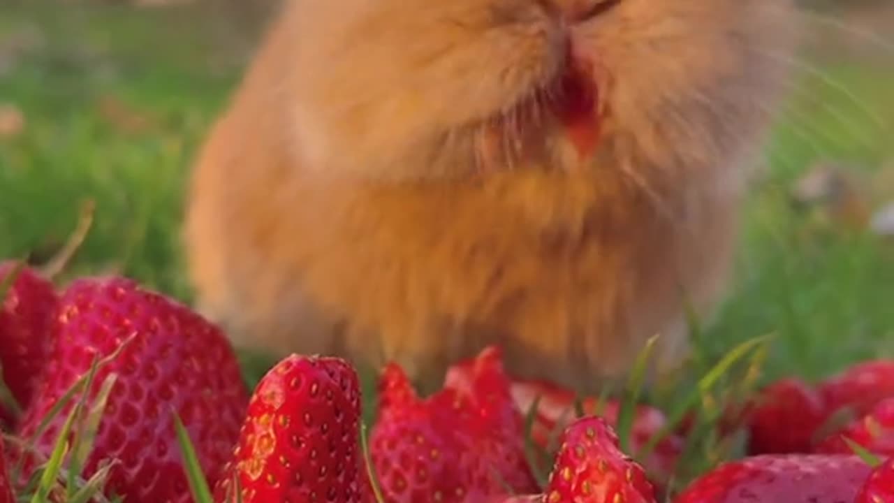 A rabbit eating strawberries