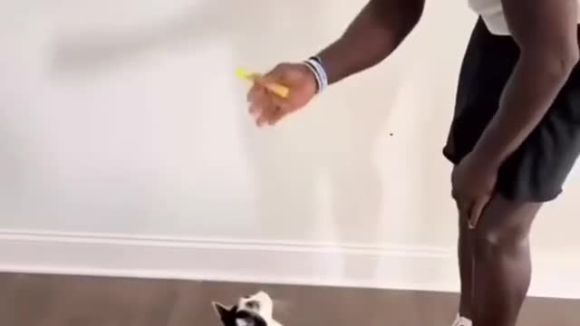 Cat training