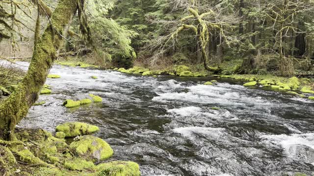 A Distinct Rainforest Feel – Tamolitch Blue Pool Area – Central Oregon – 4K