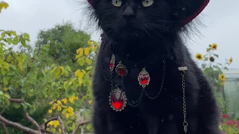 Vampire Cat Looking Glorious