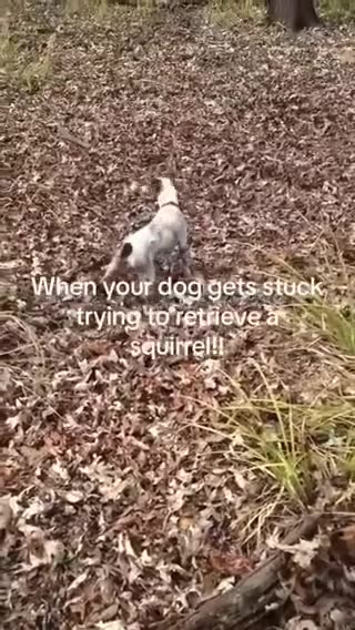 This was titled 'Original Spike_1962' - Dog chases squirrel inside of tree - stuck