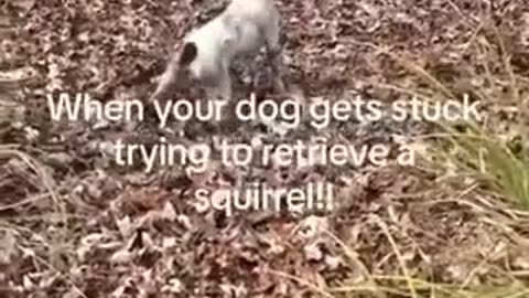 This was titled 'Original Spike_1962' - Dog chases squirrel inside of tree - stuck