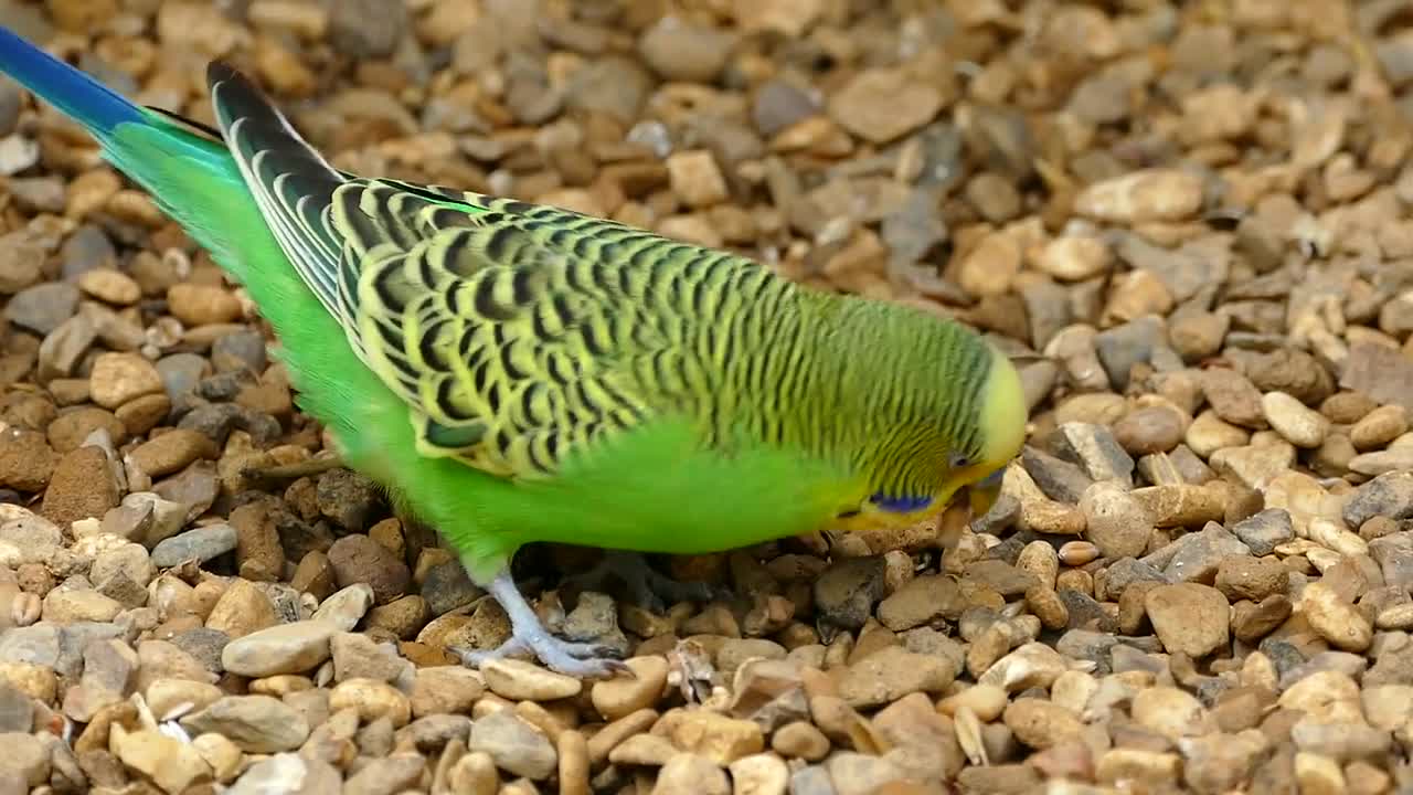 Budgerigar bird parrot pet animal yellow