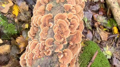 TURKEY TAIL MUSHROOM TRAMETES VERSICOLOR