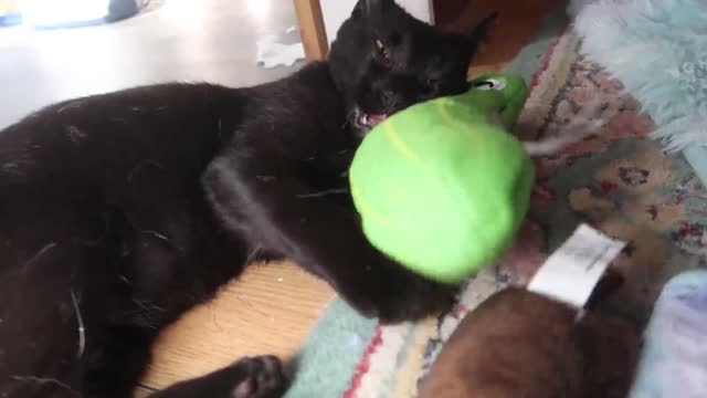 Kitty absolutely loves playing with her hilarious new toy