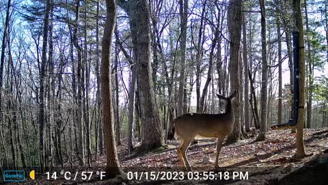 The Woods – 01/16/2023