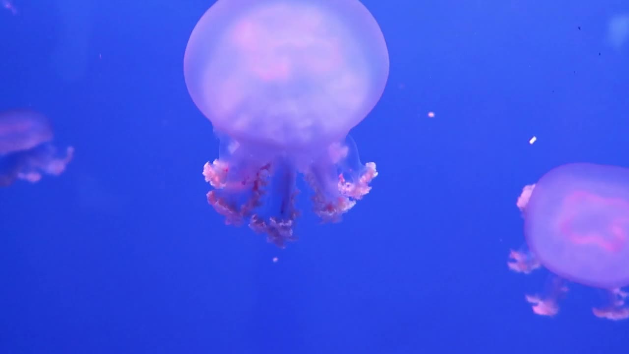 jellyfish is beautiful