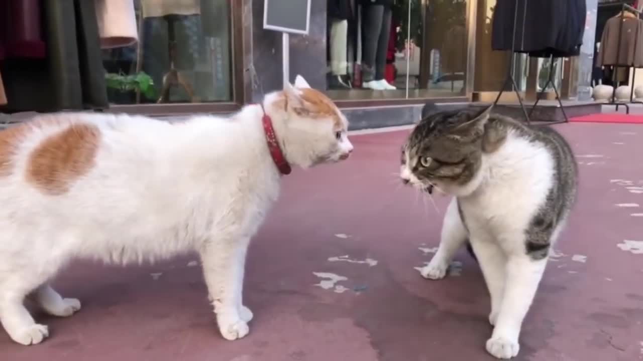 2只猫咪吵架，见面就吵的那种 | 2 cats quarrel, the kind of noisy when they meet