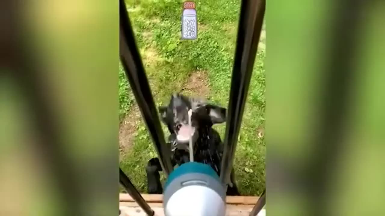Cats and dogs steal food 🍱