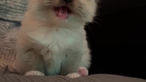 cute cat meowing🥰