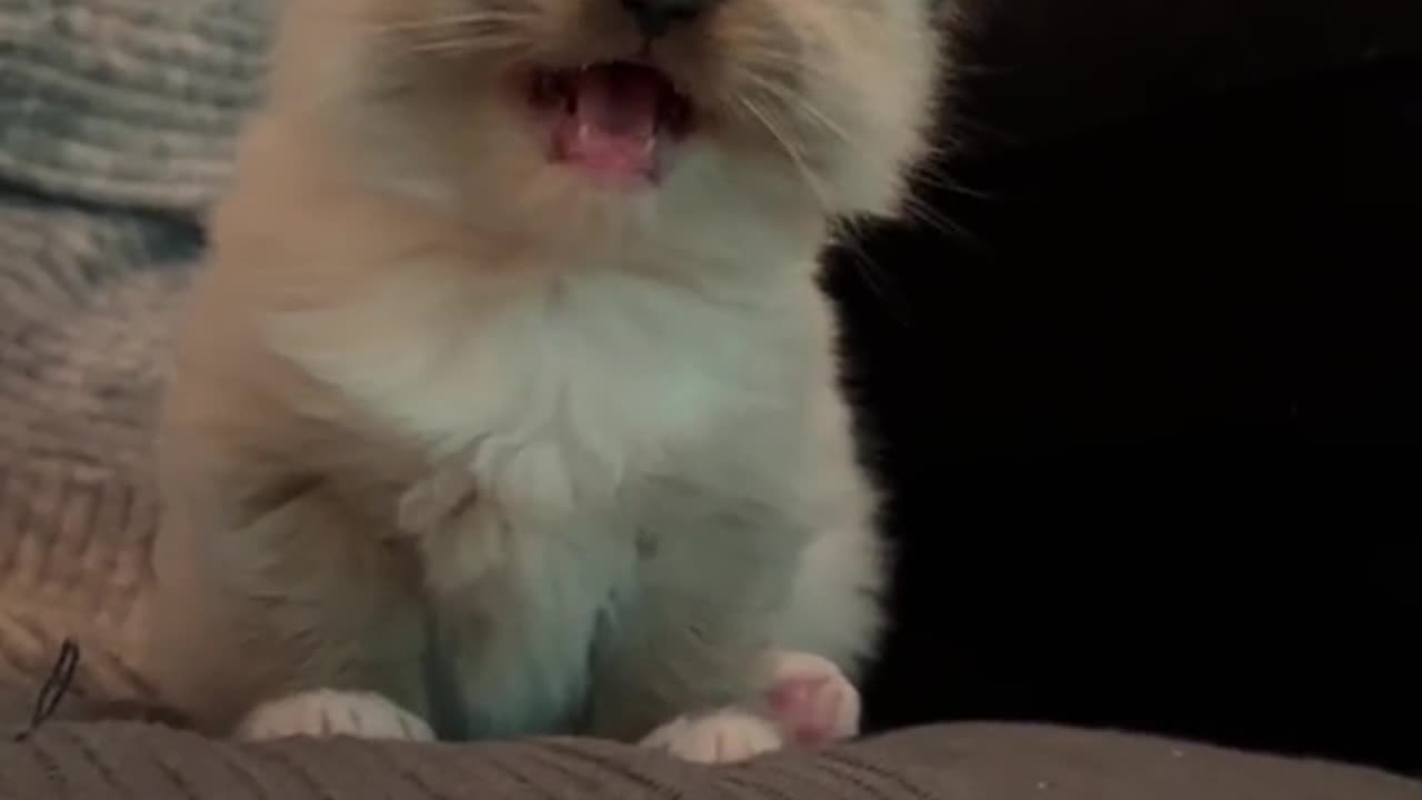 cute cat meowing🥰