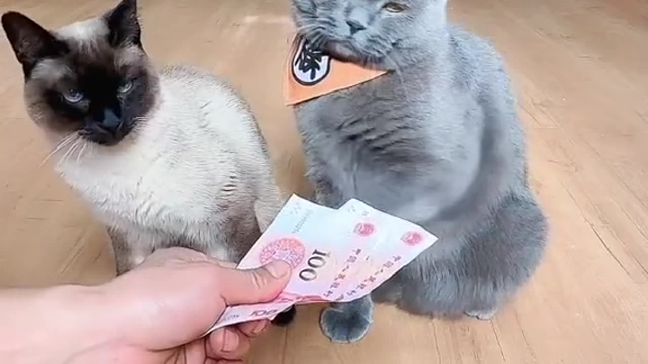 Funny cats clip