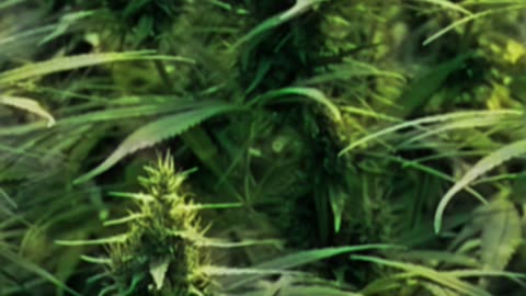 Marijuana and Chinese Organizations