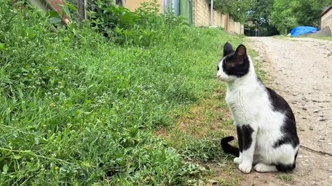 I petted a stray cat walking on the street.