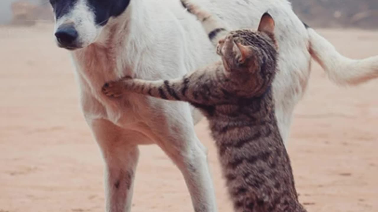 Cat and dog why loving together