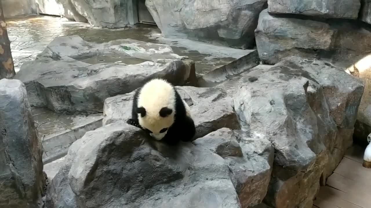 A newborn giant panda cub